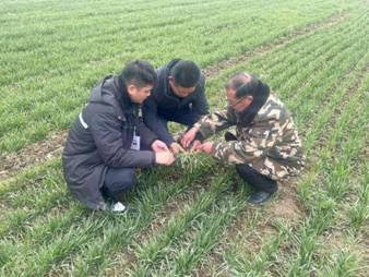 协同农业专家查看冬小麦生长情况(1)