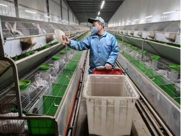 中国人寿财险首款兔保险助产业“兔”飞猛进