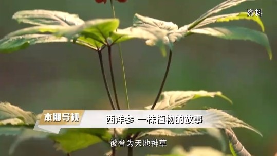 魅力中国节目专访旗修堂于中国教育电视台播出 国产西洋参引领全球高端年份滋补标准