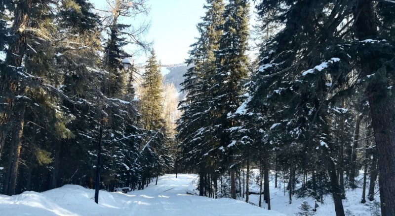 喀纳斯之冬 雪的梦幻乐章